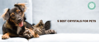 5 Best Crystals For Pets